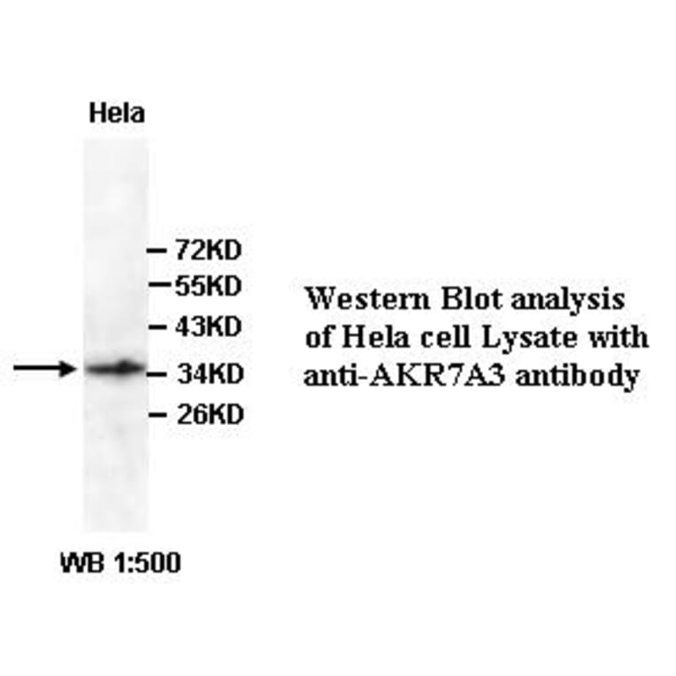 AKR7A3 Antibody from Signalway Antibody (39352) - Antibodies.com