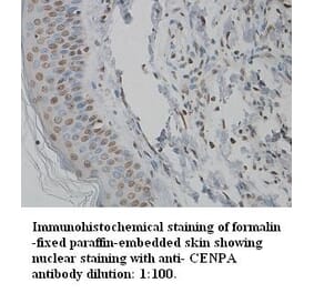 CENPA Antibody from Signalway Antibody (39344) - Antibodies.com