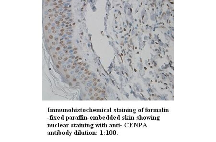 CENPA Antibody from Signalway Antibody (39344) - Antibodies.com
