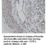 CENPA Antibody from Signalway Antibody (39344) - Antibodies.com
