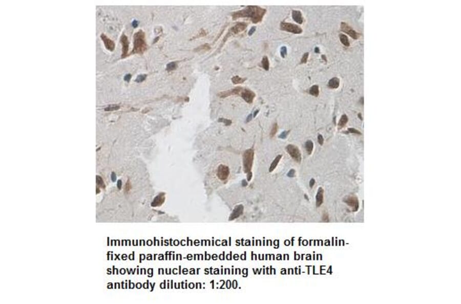 TLE4 Antibody from Signalway Antibody (39338) - Antibodies.com
