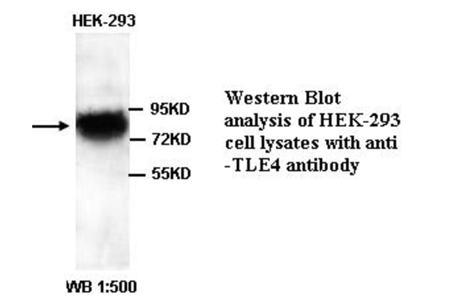 TLE4 Antibody from Signalway Antibody (39338) - Antibodies.com