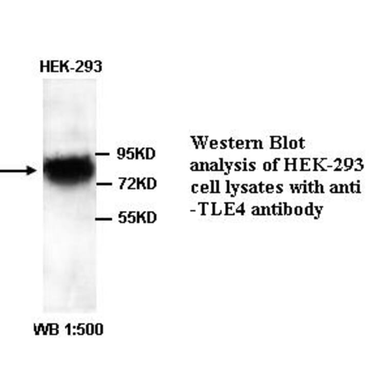 TLE4 Antibody from Signalway Antibody (39338) - Antibodies.com