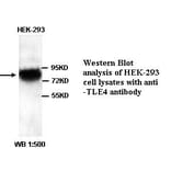 TLE4 Antibody from Signalway Antibody (39338) - Antibodies.com