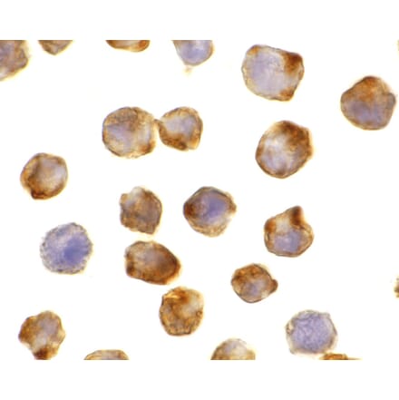 Immunohistochemistry - Apaf-1 Monoclonal Antibody from Signalway Antibody (26002) - Antibodies.com