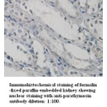 parathymosin Antibody from Signalway Antibody (39326) - Antibodies.com