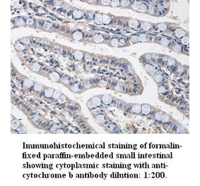 cytochrome b Antibody from Signalway Antibody (39342) - Antibodies.com