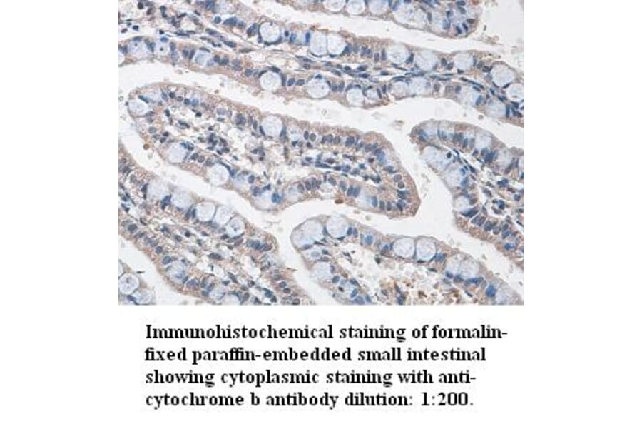 cytochrome b Antibody from Signalway Antibody (39342) - Antibodies.com