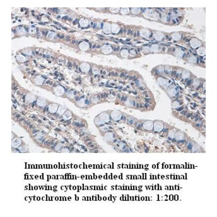 cytochrome b Antibody from Signalway Antibody (39342) - Antibodies.com