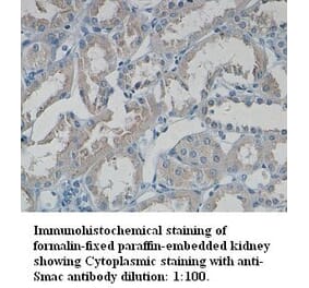 Smac/DIABLO Antibody from Signalway Antibody (39330) - Antibodies.com