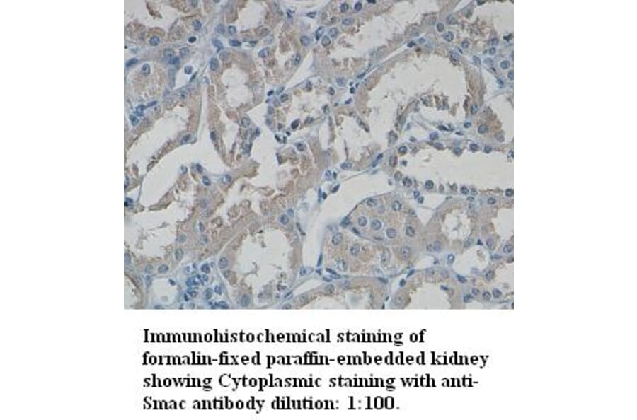 Smac/DIABLO Antibody from Signalway Antibody (39330) - Antibodies.com