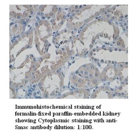 Smac/DIABLO Antibody from Signalway Antibody (39330) - Antibodies.com