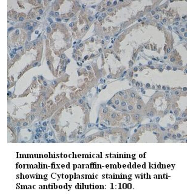 Smac/DIABLO Antibody from Signalway Antibody (39330) - Antibodies.com