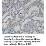 Smac/DIABLO Antibody from Signalway Antibody (39330) - Antibodies.com