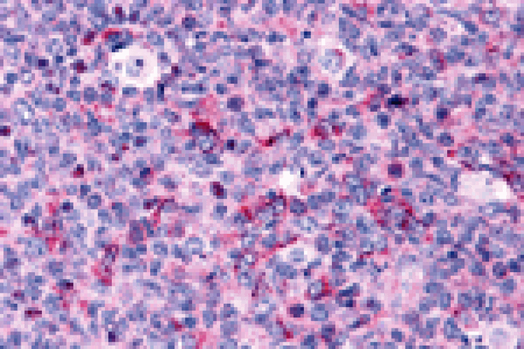 Immunohistochemistry - Caspase-3 Antibody from Signalway Antibody (25442) - Antibodies.com