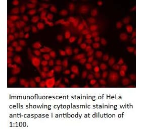 caspase 1 Antibody from Signalway Antibody (39310) - Antibodies.com