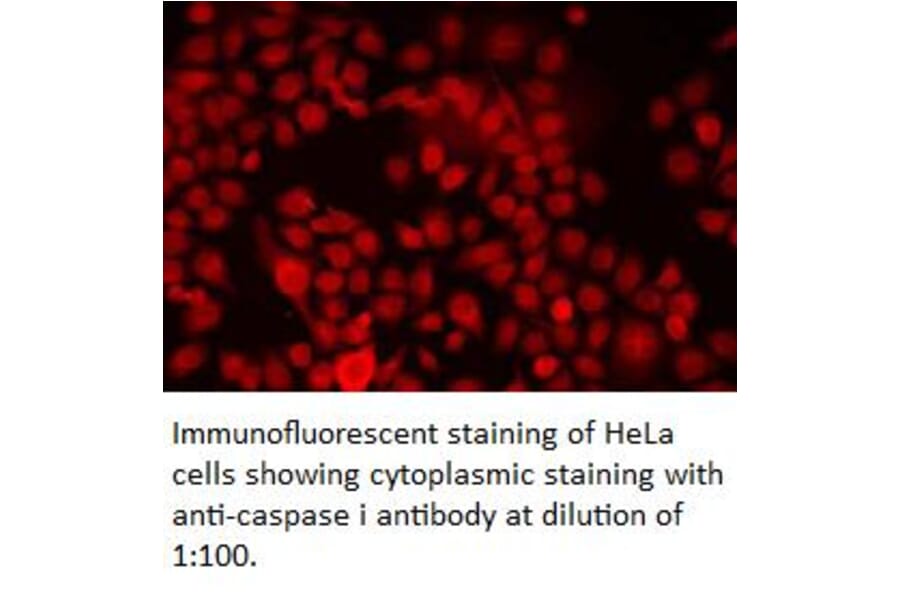 caspase 1 Antibody from Signalway Antibody (39310) - Antibodies.com