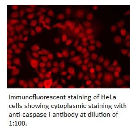 caspase 1 Antibody from Signalway Antibody (39310) - Antibodies.com