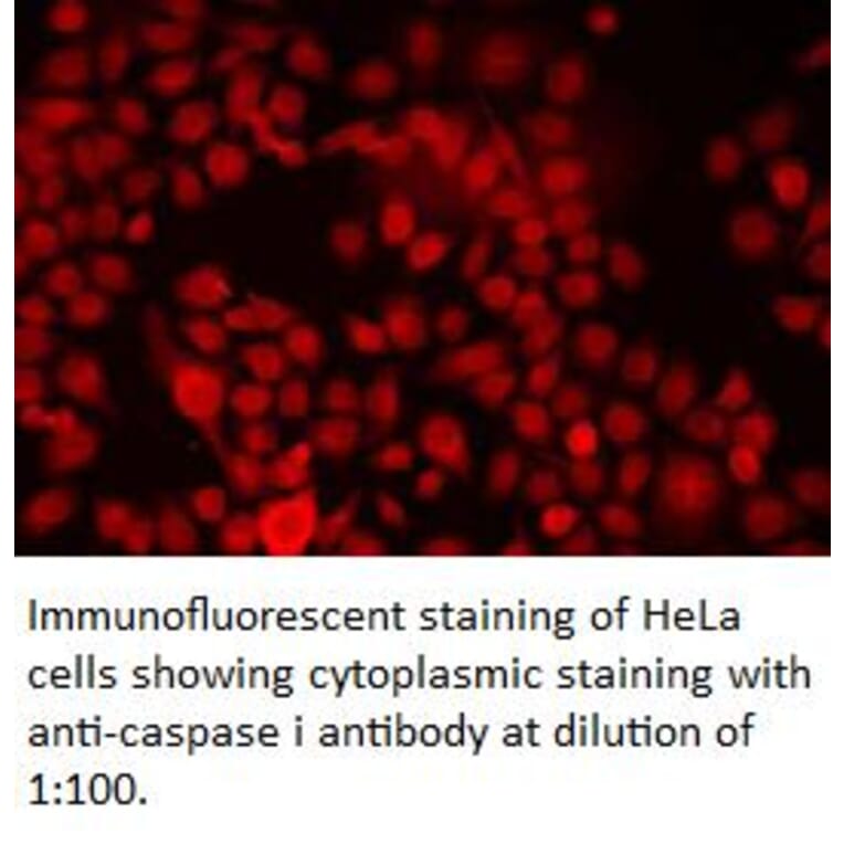 caspase 1 Antibody from Signalway Antibody (39310) - Antibodies.com