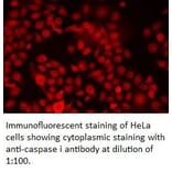 caspase 1 Antibody from Signalway Antibody (39310) - Antibodies.com