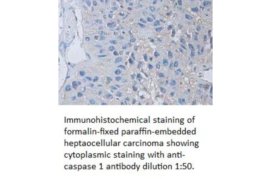 caspase 1 Antibody from Signalway Antibody (39310) - Antibodies.com