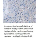 caspase 1 Antibody from Signalway Antibody (39310) - Antibodies.com