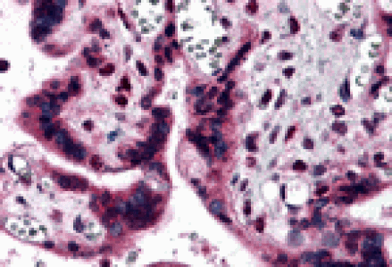 Immunohistochemistry - IRF2BP2 Antibody from Signalway Antibody (25053) - Antibodies.com
