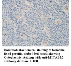 MICALL2 Antibody from Signalway Antibody (39311) - Antibodies.com