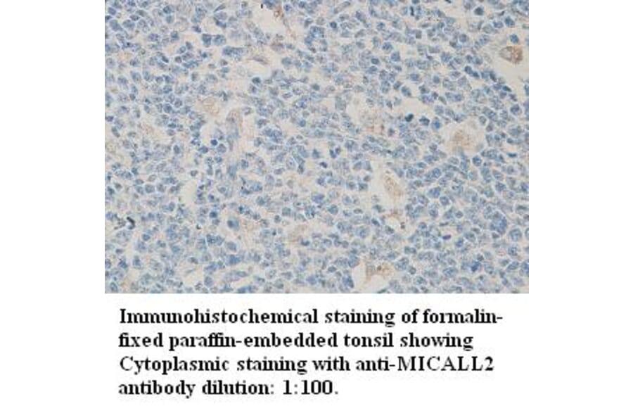MICALL2 Antibody from Signalway Antibody (39311) - Antibodies.com