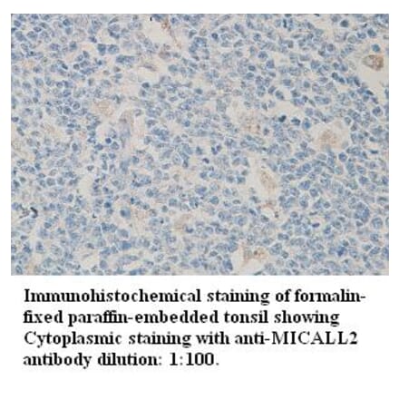 MICALL2 Antibody from Signalway Antibody (39311) - Antibodies.com