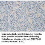 MICALL2 Antibody from Signalway Antibody (39311) - Antibodies.com