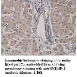 SREBP-1 Antibody from Signalway Antibody (39329) - Antibodies.com