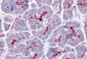 Immunohistochemistry - SLAIN1 Antibody from Signalway Antibody (24998) - Antibodies.com