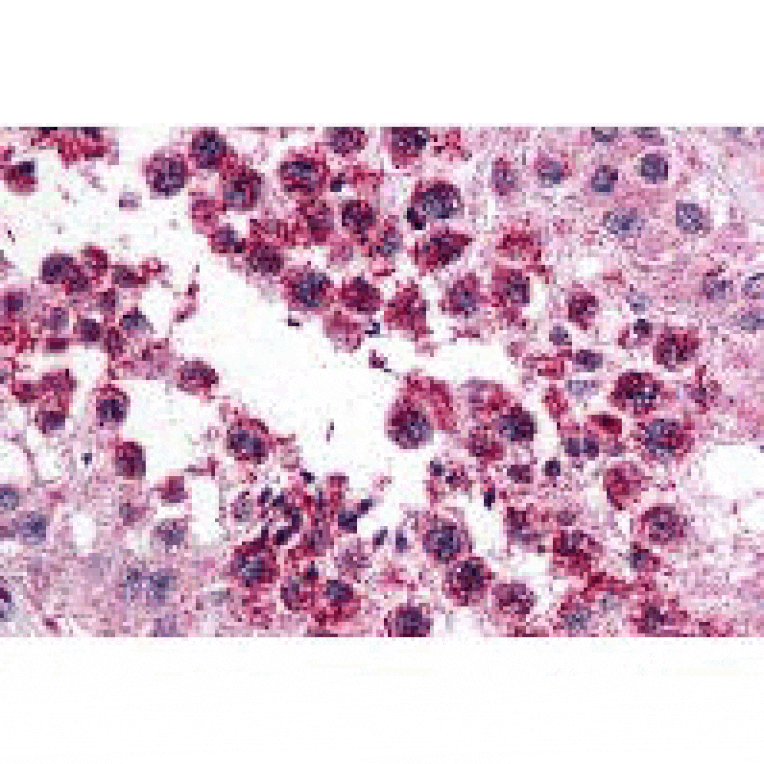 Immunohistochemistry - SLAIN2 Antibody from Signalway Antibody (25448) - Antibodies.com