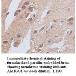 AMIGO1 Antibody from Signalway Antibody (39349) - Antibodies.com