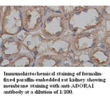 ADORA1 Antibody from Signalway Antibody (39355) - Antibodies.com