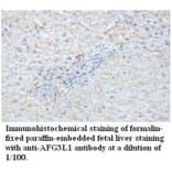 AFG3L1 Antibody from Signalway Antibody (39716) - Antibodies.com