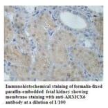 ARMCX6 Antibody from Signalway Antibody (39936) - Antibodies.com