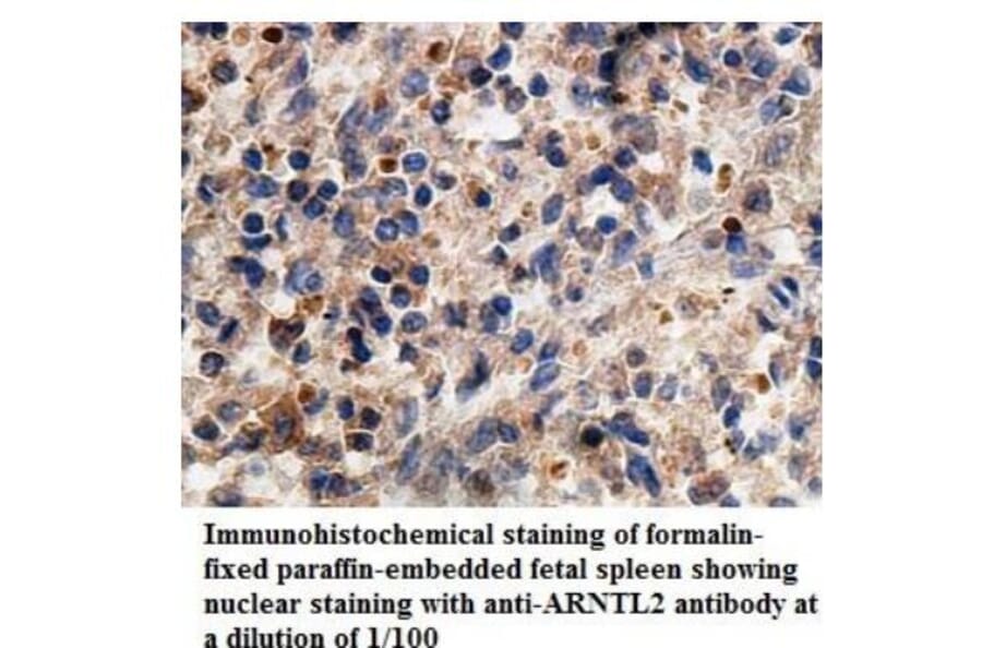 ARNTL2 Antibody from Signalway Antibody (39937) - Antibodies.com