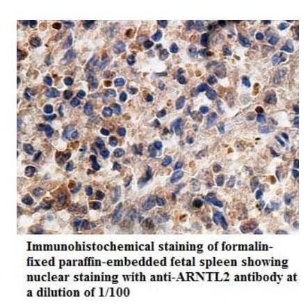 ARNTL2 Antibody from Signalway Antibody (39937) - Antibodies.com