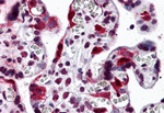 Immunohistochemistry of LZTS2 in human placenta tissue with LZTS2 antibody at 5 µg/mL.