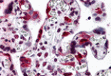 Immunohistochemistry - LZTS2 Antibody from Signalway Antibody (24855) - Antibodies.com