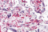 Immunohistochemistry - RUSC2 Antibody from Signalway Antibody (24976) - Antibodies.com