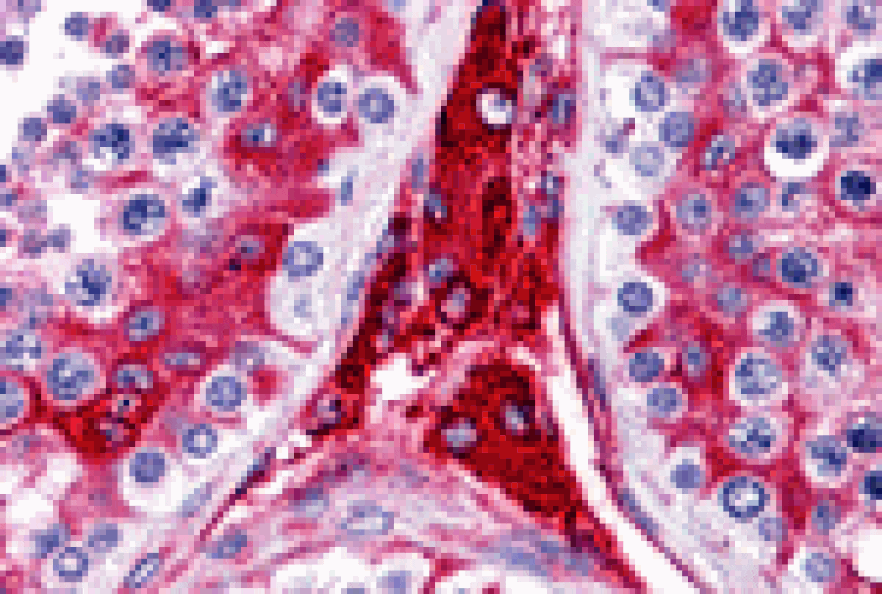 Immunohistochemistry - WDR35 Antibody from Signalway Antibody (25450) - Antibodies.com