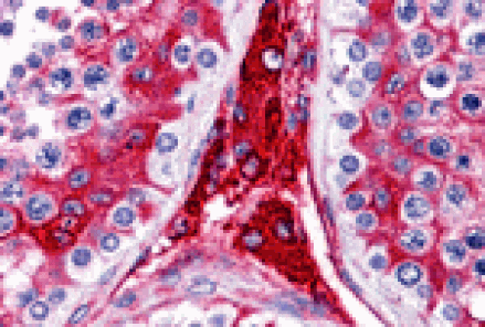 Immunohistochemistry - WDR35 Antibody from Signalway Antibody (25450) - Antibodies.com