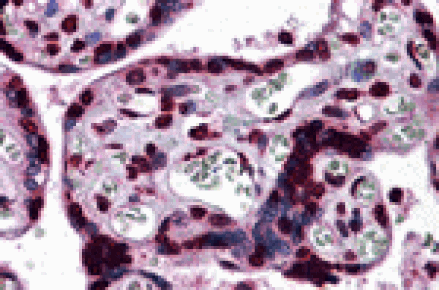 Immunohistochemistry - KPNA7 Antibody from Signalway Antibody (25452) - Antibodies.com