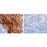 LAIR2 Antibody from Signalway Antibody (31227) - Antibodies.com