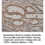 TBPL1 Antibody from Signalway Antibody (39328) - Antibodies.com