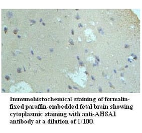 AHSA1 Antibody from Signalway Antibody (39721) - Antibodies.com