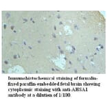 AHSA1 Antibody from Signalway Antibody (39721) - Antibodies.com